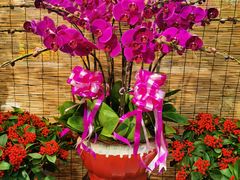 -双季花艺园艺市场(浦东店)