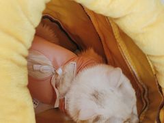 -纳吉亚猫专科动物医院博雅分院