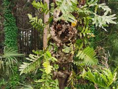 -东平国家森林公园
