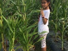 火龙玉米炒虾仁-魏铭鱼头捞饭(晋阳路店)