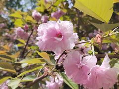 -长白岛森林公园