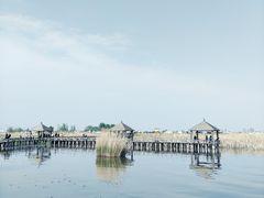 -哈素海