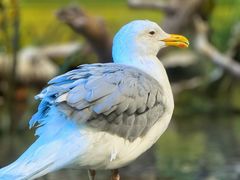 -广州长隆野生动物世界