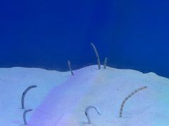 -海合安武汉极地海洋公园