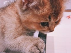 -momokira米努特·德文卷毛猫·棉花面纱犬
