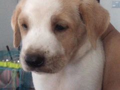 -安安宠医宠物医院·异宠·犬猫内科(岳阳分院)