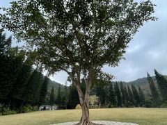 -深圳仙湖植物园