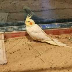 -神奇动物撸宠馆·羊驼·小浣熊·异宠(豫园店)