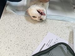 -天宠宠物医院24小时·急重症诊疗中心·全科·腔镜特色(和平分院)