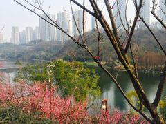 -重庆彩云湖湿地公园
