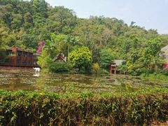 -野象谷景区