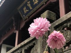 -灵隐飞来峰景区