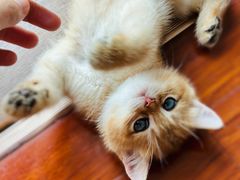 -柚子猫舍·精品猫舍购猫·猫咪认养·购宠·宠物店