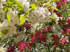 -长白岛森林公园