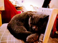 -海边的猫和咖啡馆