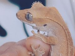 -酷以爬仙阁实体爬宠店·守宫·蜥蜴·专业繁育