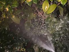 -仔耳朵冷锅鱼蛙芋儿鸡(莲花东路店)