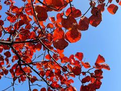 -北京西山国家森林公园