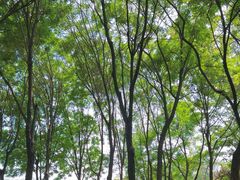 -东升八家郊野公园