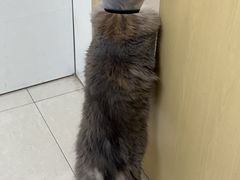 -宠颐生汉谟拉比宠物医院