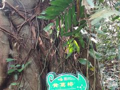-呀诺达热带雨林