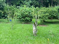 -中国科学院西双版纳热带植物园
