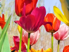 -北京国际鲜花港