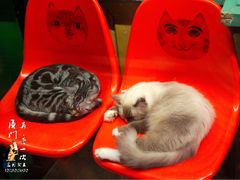 -猫咪博物馆(顶澳仔猫街店)