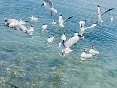 -青海湖国家重点风景名胜区