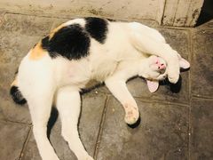 -芭提雅Amporn Seafood自助餐厅