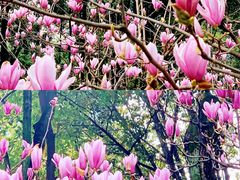 -重庆市江北嘴中央商务区中央公园