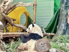-灵玲国际马戏城