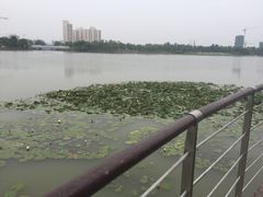 iphone_upload_pic-南翔镇银翔湖公园