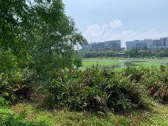 -华侨城湿地公园