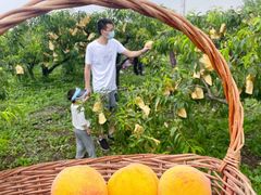-樂桃源奉贤黄桃种植采摘基地