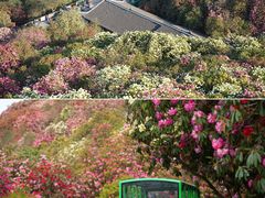 -贵州百里杜鹃风景名胜区
