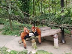 -都江堰中华大熊猫苑