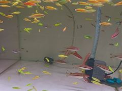 -苏州艺都古玩花鸟市场