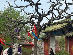 -曹州牡丹园