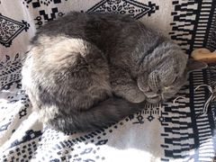 -平行世界·猫咖(首经贸店)
