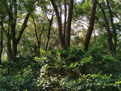 -上海佘山国家森林公园西佘山园