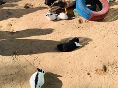 -鄂尔多斯野生动物园