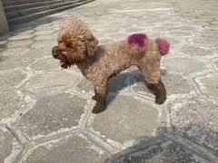 -樱桃家的宠物店(君安花园店)