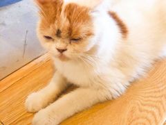 -Cappucimeow猫咪咖啡馆(韦伯时代店)