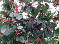 -樱桃山旅游景区