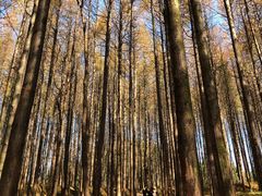 -山王坪喀斯特国家生态公园