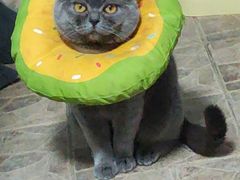 -喵zoo家庭繁育猫舍(尖东智能花园店)