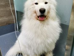 -爱侣宠医·鹦鹉专科·小型哺乳类·异宠专科(灵石路店)