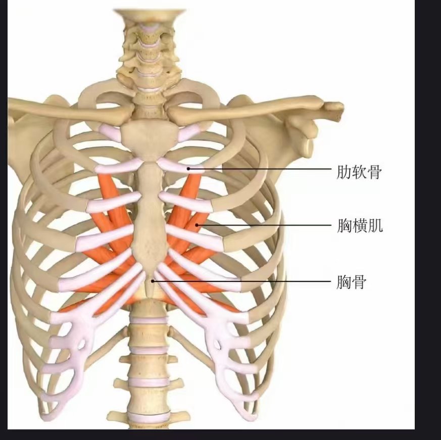 胸骨上窝位置示意图图片