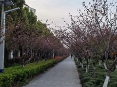 -高东镇樱花园
